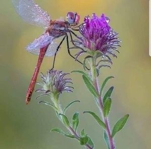 Meet your Posher, Karen